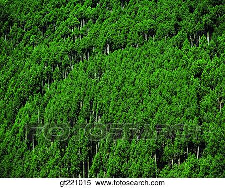 outdoor, exterior, day, daytime, daylight, tree, forest View Large Photo Image Stock Photography - outdoor, exterior, day, daytime, daylight, tree, forest. Fotosearch