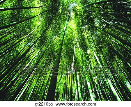 Stock Photography - outdoor, exterior, day, daytime, daylight, forest, trees. Fotosearch