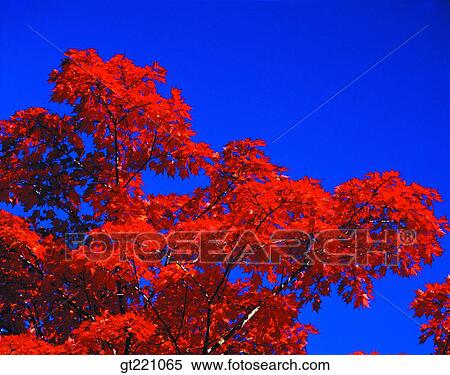 outdoor, exterior, day, daytime, daylight, maple, fallen leaves View Large Photo Image Stock Photography - outdoor, exterior, day, daytime, daylight, maple, fallen leaves. Fotosearch