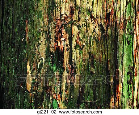 tree, closeup, close up, close shot View Large Photo Image Stock Image - tree, closeup, close up, close shot. Fotosearch