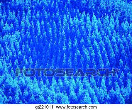 Stock Image - tree, forest, trees, blue. Fotosearch