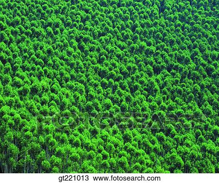 tree, forest, trees, green, nature, scene, scenery View Large Photo Image Stock Image - tree, forest, trees, green, nature, scene, scenery. Fotosearch
