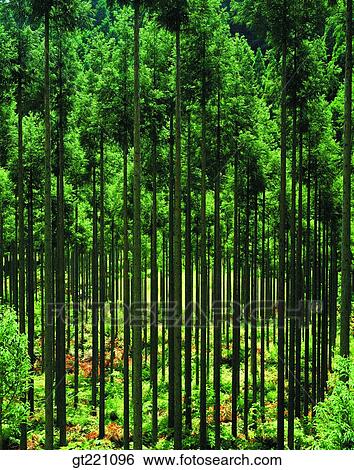 tree, forest, trees, green, nature, scene, scenery View Large Photo Image Stock Photograph - tree, forest, trees, green, nature, scene, scenery. Fotosearch