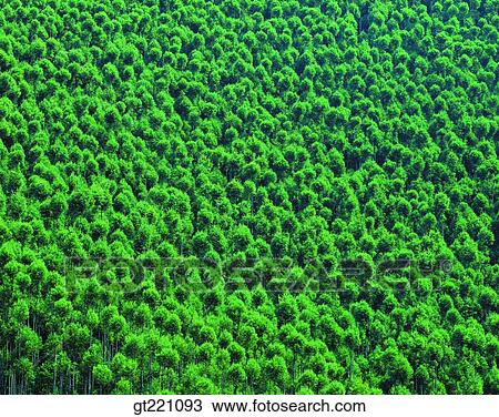 tree, nature, scene, scenery, landscape View Large Photo Image Stock Image - tree, nature, scene, scenery, landscape. Fotosearch