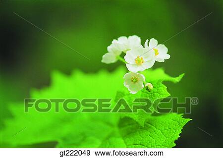 flower View Large Photo Image Stock Photo - flower. Fotosearch