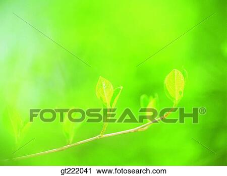 leaf, leaves, branch View Large Photo Image Stock Image - leaf, leaves, branch. Fotosearch