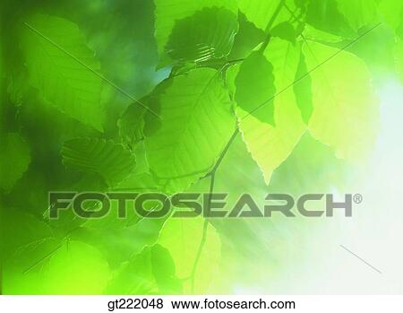 leaf, leaves, branch, sunlight View Large Photo Image Stock Photo - leaf, leaves, branch, sunlight. Fotosearch