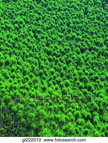 nature, scene, scenery, landscape, tree, forest, trees View Large Photo Image Stock Image - nature, scene, scenery, landscape, tree, forest, trees. Fotosearch