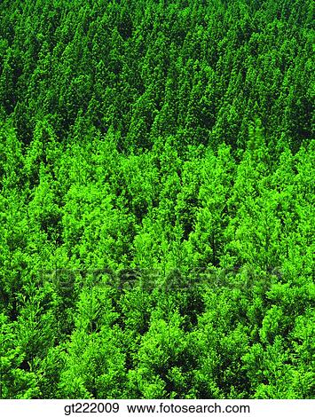 nature, scene, scenery, landscape, tree, forest, trees View Large Photo Image Stock Photo - nature, scene, scenery, landscape, tree, forest, trees. Fotosearch