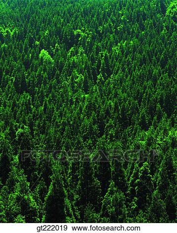nature, scene, scenery, landscape, tree, forest, trees View Large Photo Image Stock Photo - nature, scene, scenery, landscape, tree, forest, trees. Fotosearch
