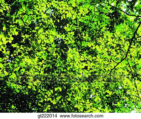 outdoor, exterior, day, daytime, daylight, tree, leaf View Large Photo Image Picture - outdoor, exterior, day, daytime, daylight, tree, leaf. Fotosearch
