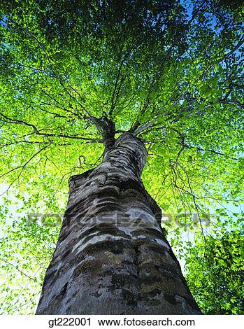 outdoor, exterior, day, daytime, daylight, tree, one View Large Photo Image Stock Image - outdoor, exterior, day, daytime, daylight, tree, one. Fotosearch
