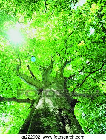 outdoor, exterior, day, daytime, daylight, tree, one View Large Photo Image Stock Image - outdoor, exterior, day, daytime, daylight, tree, one. Fotosearch