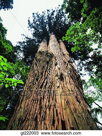 outdoor, exterior, day, daytime, daylight, tree, one View Large Photo Image Stock Image - outdoor, exterior, day, daytime, daylight, tree, one. Fotosearch