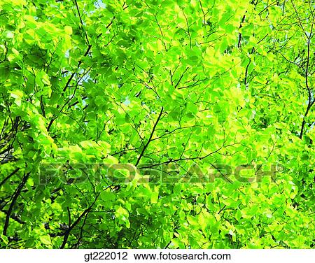 outdoor, exterior, day, daytime, daylight, tree, leaf View Large Photo Image Stock Image - outdoor, exterior, day, daytime, daylight, tree, leaf. Fotosearch