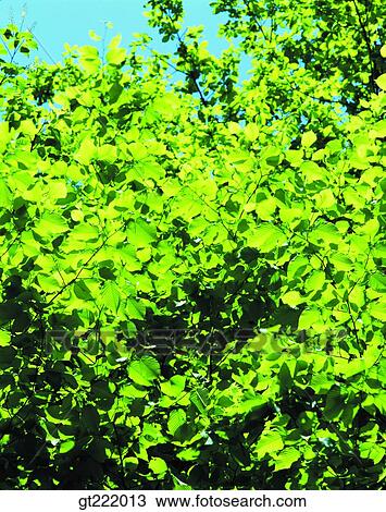 outdoor, exterior, day, daytime, daylight, tree, leaf View Large Photo Image Stock Image - outdoor, exterior, day, daytime, daylight, tree, leaf. Fotosearch