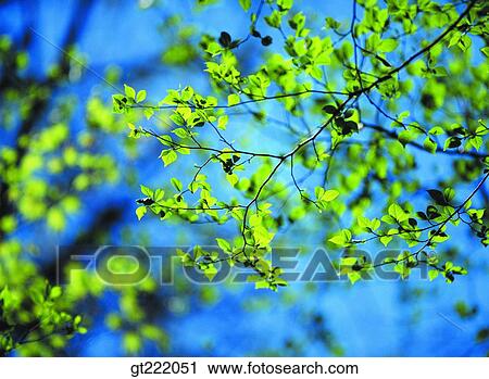 outdoor, exterior, day, daytime, daylight, leaf, leaves View Large Photo Image Stock Image - outdoor, exterior, day, daytime, daylight, leaf, leaves. Fotosearch