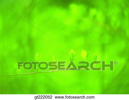 outdoor, exterior, day, daytime, daylight, leaf, leaves View Large Photo Image Stock Image - outdoor, exterior, day, daytime, daylight, leaf, leaves. Fotosearch