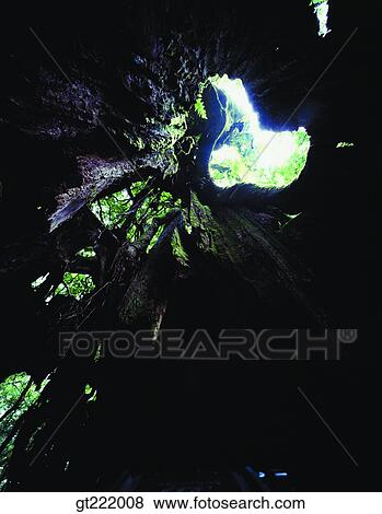 outdoor, exterior, day, daytime, daylight, tree, one View Large Photo Image Stock Photo - outdoor, exterior, day, daytime, daylight, tree, one. Fotosearch