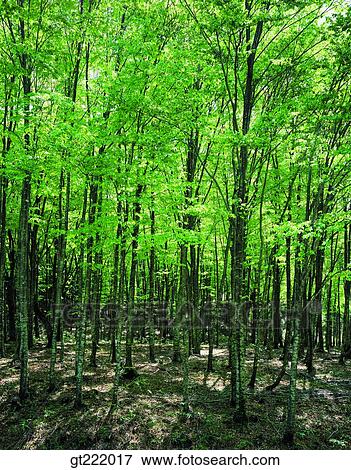 outdoor, exterior, day, daytime, daylight, nature, scene View Large Photo Image Stock Photo - outdoor, exterior, day, daytime, daylight, nature, scene. Fotosearch