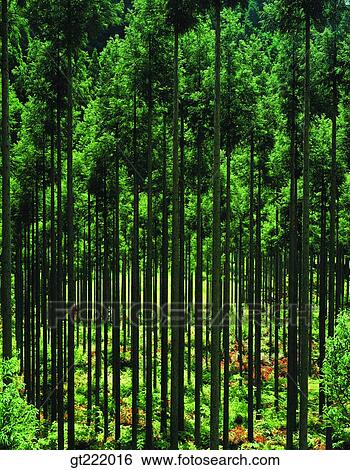 outdoor, exterior, day, daytime, daylight, nature, scene View Large Photo Image Stock Photograph - outdoor, exterior, day, daytime, daylight, nature, scene. Fotosearch