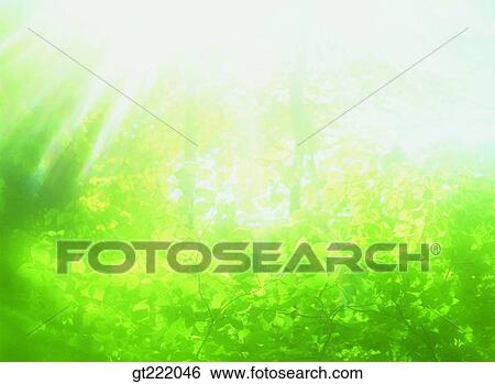Stock Photograph - outdoor, exterior, day, daytime, daylight, tree, sunlight. Fotosearch
