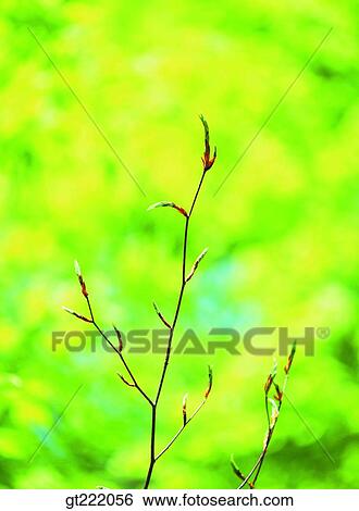 outdoor, exterior, day, daytime, daylight, plant, plants View Large Photo Image Stock Photograph - outdoor, exterior, day, daytime, daylight, plant, plants. Fotosearch