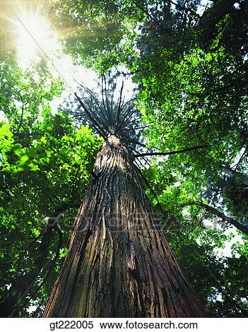 outdoor, exterior, day, daytime, daylight, tree, one View Large Photo Image Stock Photography - outdoor, exterior, day, daytime, daylight, tree, one. Fotosearch