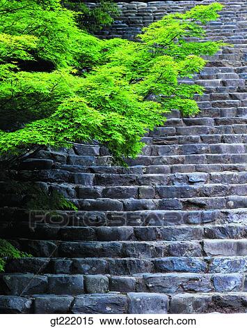 outdoor, exterior, day, daytime, daylight, tree, stairs View Large Photo Image Stock Photography - outdoor, exterior, day, daytime, daylight, tree, stairs. Fotosearch