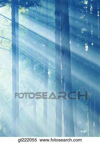 outdoor, exterior, day, daytime, daylight, tree, sunlight View Large Photo Image Stock Photography - outdoor, exterior, day, daytime, daylight, tree, sunlight. Fotosearch