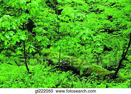 outdoor, exterior, forest, trees, luxuriance, exuberance, thick View Large Photo Image Stock Image - outdoor, exterior, forest, trees, luxuriance, exuberance, thick. Fotosearch
