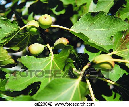 fig, fruit, nut, berry View Large Photo Image Stock Image - fig, fruit, nut, berry. Fotosearch