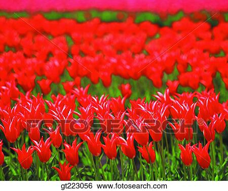 flower, plant, plants, vegetation, tulip, tulips, red View Large Photo Image Stock Photograph - flower, plant, plants, vegetation, tulip, tulips, red. Fotosearch