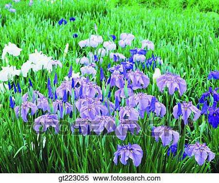 Stock Photography - flower, plant, plants, vegetation. Fotosearch
