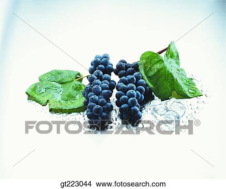 grape, fruit, grape View Large Photo Image Picture - grape, fruit, grape. Fotosearch