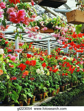 interior, flower, plant, plants, vegetation View Large Photo Image Picture - interior, flower, plant, plants, vegetation. Fotosearch