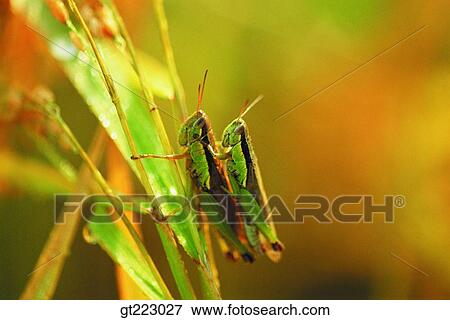 Stock Photo - Korea, grass, weed, grasshopper, locust, couple, pair. Fotosearch