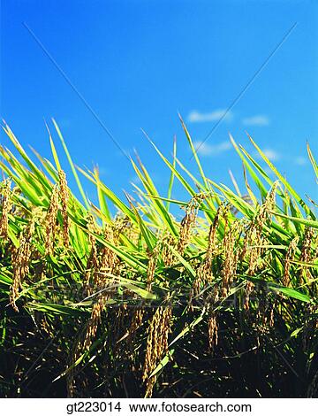 Korea, outdoor, exterior, day, daytime, daylight, rice field View Large Photo Image Picture - Korea, outdoor, exterior, day, daytime, daylight, rice field. Fotosearch