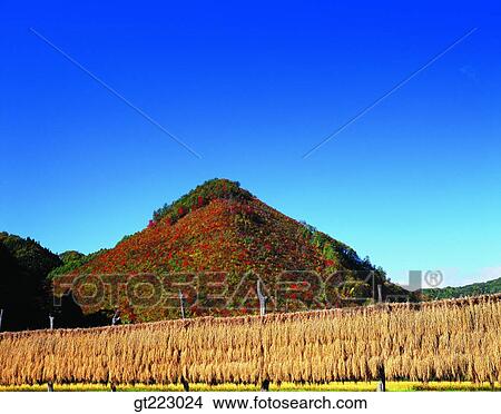 Korea, outdoor, exterior, day, daytime, daylight, farm village View Large Photo Image Picture - Korea, outdoor, exterior, day, daytime, daylight, farm village. Fotosearch