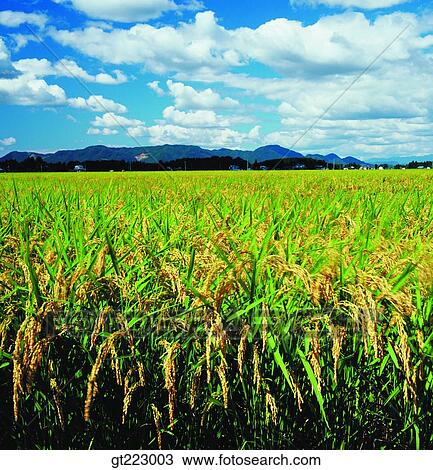 Korea, outdoor, exterior, day, daytime, daylight, rice field View Large Photo Image Stock Image - Korea, outdoor, exterior, day, daytime, daylight, rice field. Fotosearch