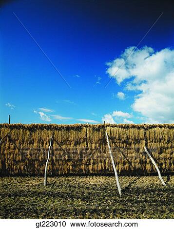 Korea, outdoor, exterior, day, daytime, daylight, farm village View Large Photo Image Stock Image - Korea, outdoor, exterior, day, daytime, daylight, farm village. Fotosearch
