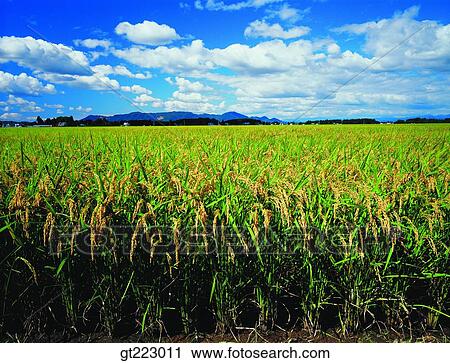 Korea, outdoor, exterior, day, daytime, daylight, rice field View Large Photo Image Stock Image - Korea, outdoor, exterior, day, daytime, daylight, rice field. Fotosearch