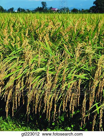 Korea, outdoor, exterior, day, daytime, daylight, rice field View Large Photo Image Stock Image - Korea, outdoor, exterior, day, daytime, daylight, rice field. Fotosearch