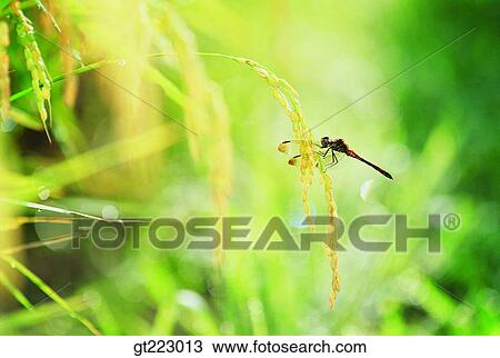 Korea, outdoor, exterior, day, daytime, daylight, dragonfly View Large Photo Image Stock Image - Korea, outdoor, exterior, day, daytime, daylight, dragonfly. Fotosearch