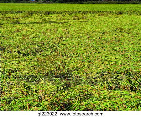 Korea, outdoor, exterior, day, daytime, daylight, rice field View Large Photo Image Stock Image - Korea, outdoor, exterior, day, daytime, daylight, rice field. Fotosearch