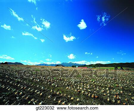 Korea, outdoor, exterior, day, daytime, daylight, farm View Large Photo Image Stock Image - Korea, outdoor, exterior, day, daytime, daylight, farm. Fotosearch