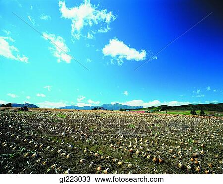 Stock Image - Korea, outdoor, exterior, day, daytime, daylight, farm. Fotosearch