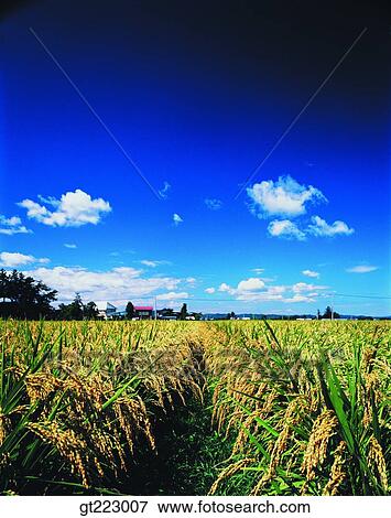 Stock Photo - Korea, outdoor, exterior, day, daytime, daylight, rice field. Fotosearch
