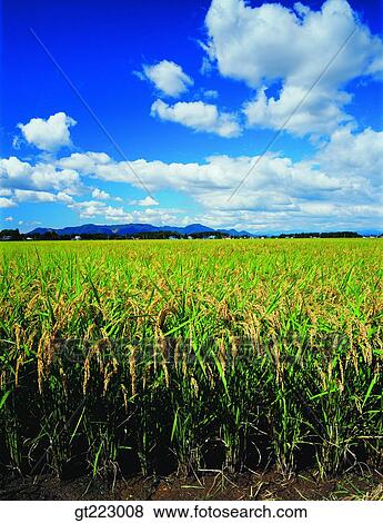 Korea, outdoor, exterior, day, daytime, daylight, rice field View Large Photo Image Stock Photo - Korea, outdoor, exterior, day, daytime, daylight, rice field. Fotosearch