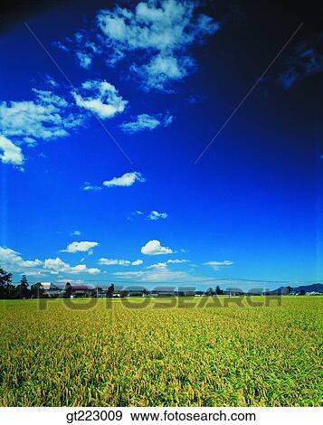 Korea, outdoor, exterior, day, daytime, daylight, rice field View Large Photo Image Stock Photo - Korea, outdoor, exterior, day, daytime, daylight, rice field. Fotosearch